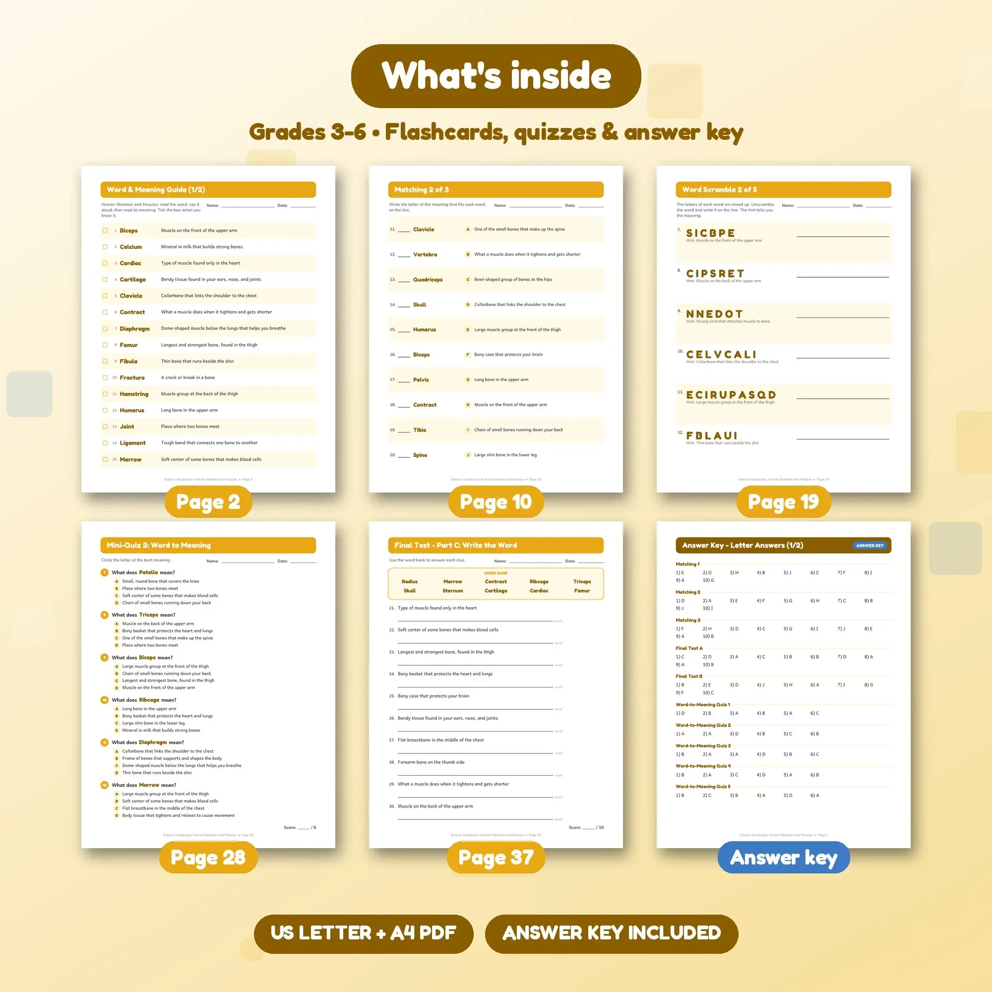 Human Skeleton and Muscles Vocabulary Worksheets & Flashcards Grades 3-6 + Answer Key, preview 2 of 2