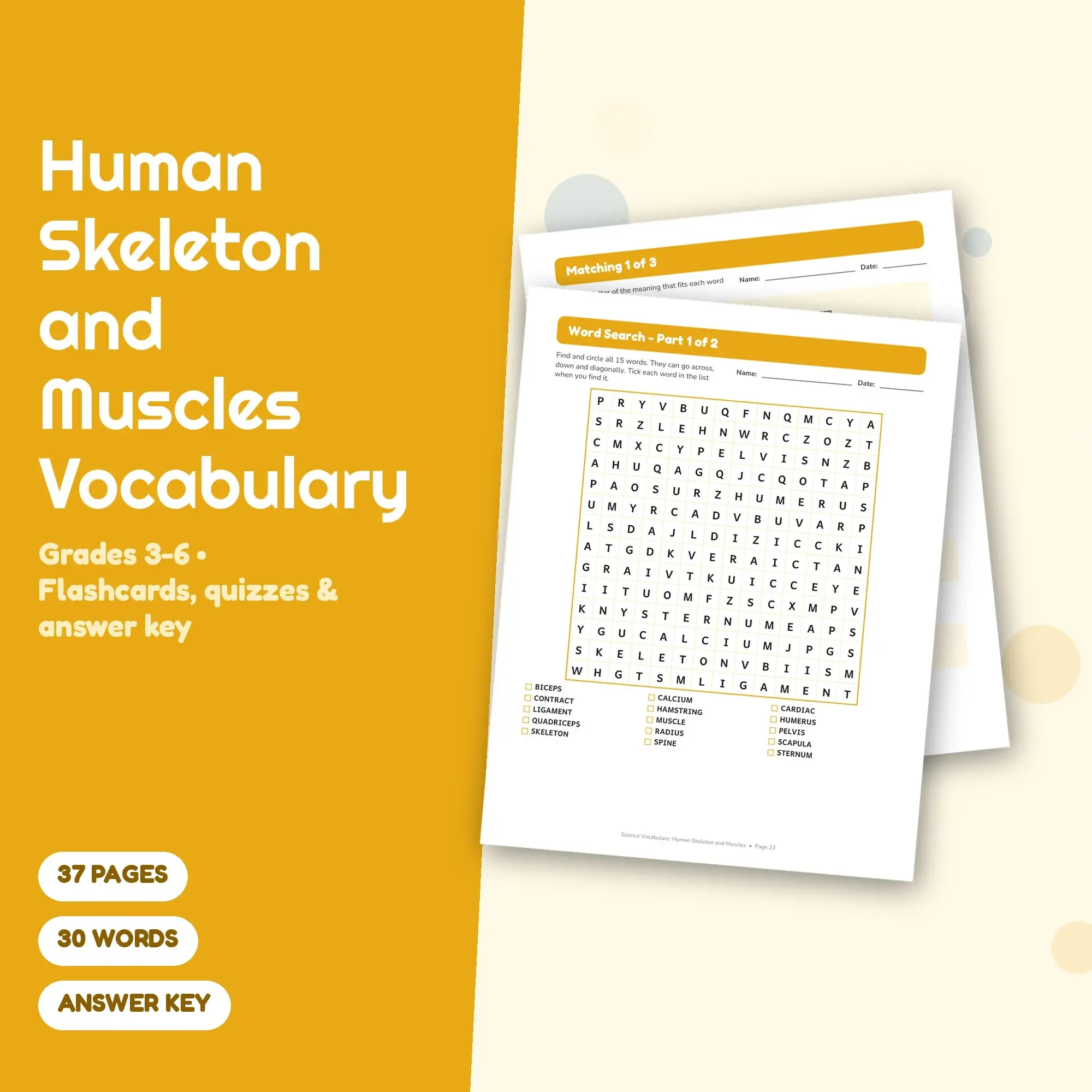 Human Skeleton and Muscles Vocabulary Worksheets & Flashcards Grades 3-6 + Answer Key, preview 1 of 2