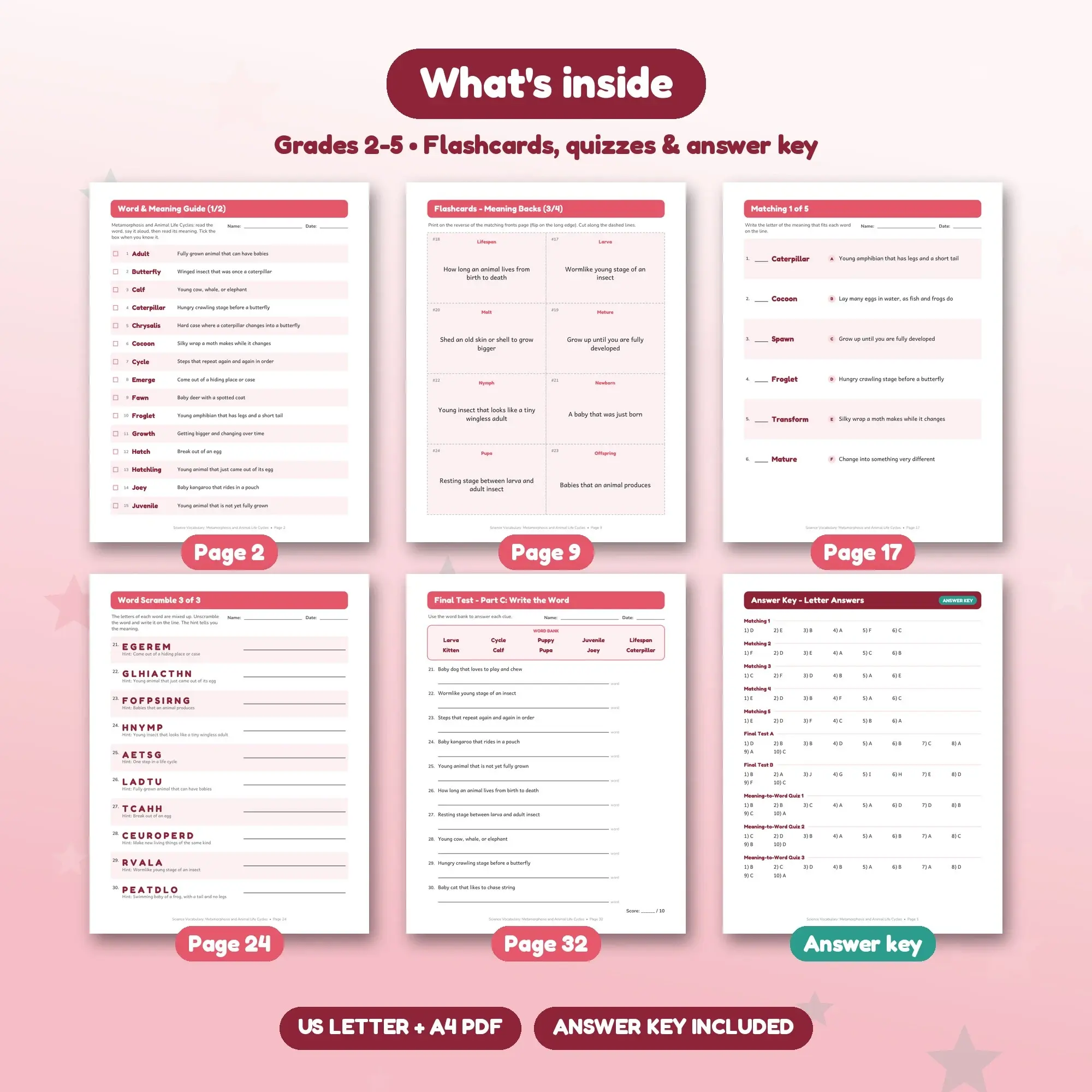 Metamorphosis and Animal Life Cycles Vocabulary Practice Pack Grades 2-5 - 32 Printable Pages + Key, preview 2 of 2