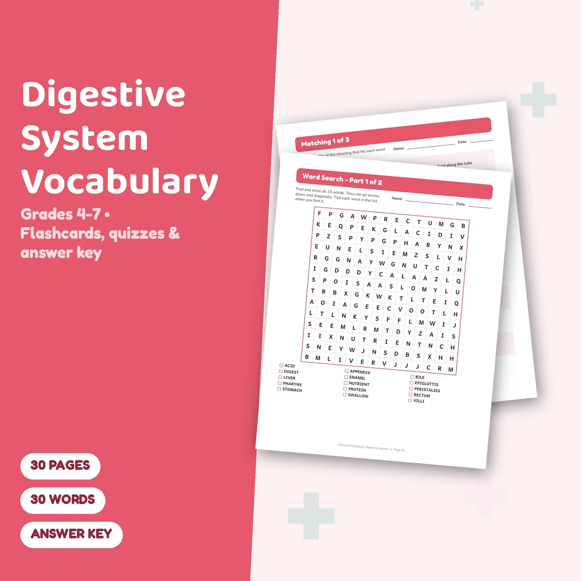 Digestive System Vocabulary Worksheets & Flashcards Grades 4-7 + Answer Key preview
