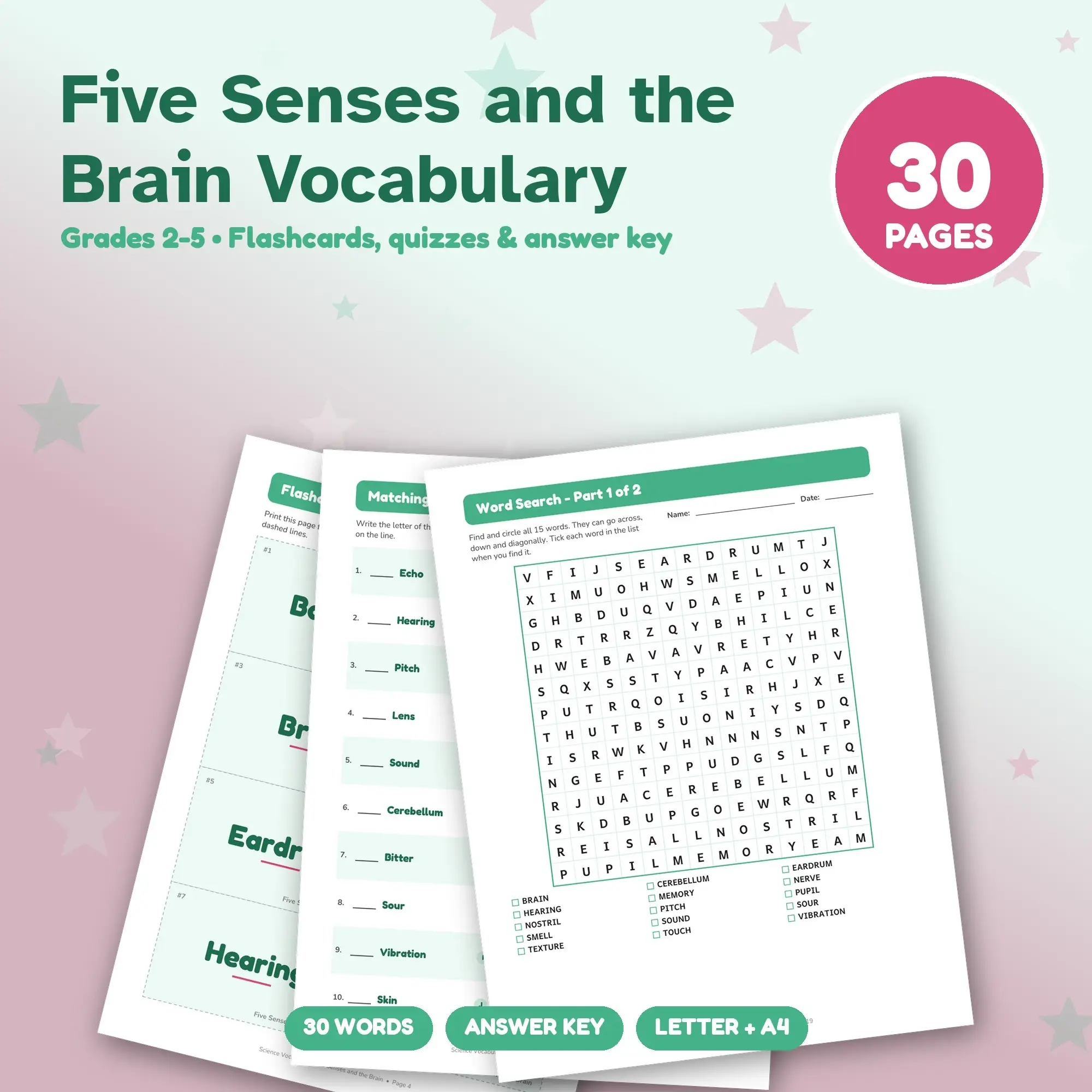 Five Senses and the Brain Vocabulary Study Set - Flashcards, Quizzes & Word Search, Grades 2-5 preview