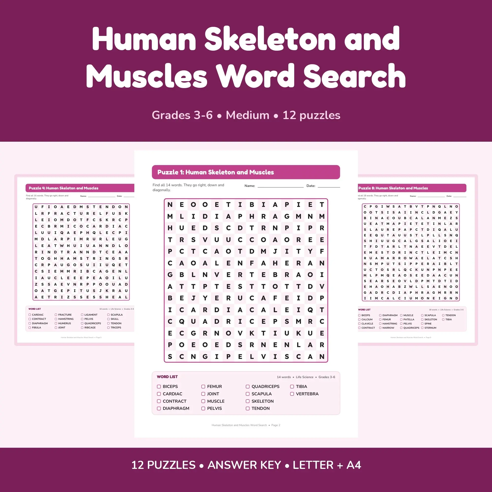 Human Skeleton and Muscles Word Search - 12 Puzzles for Grades 3-6 + Answer Key preview