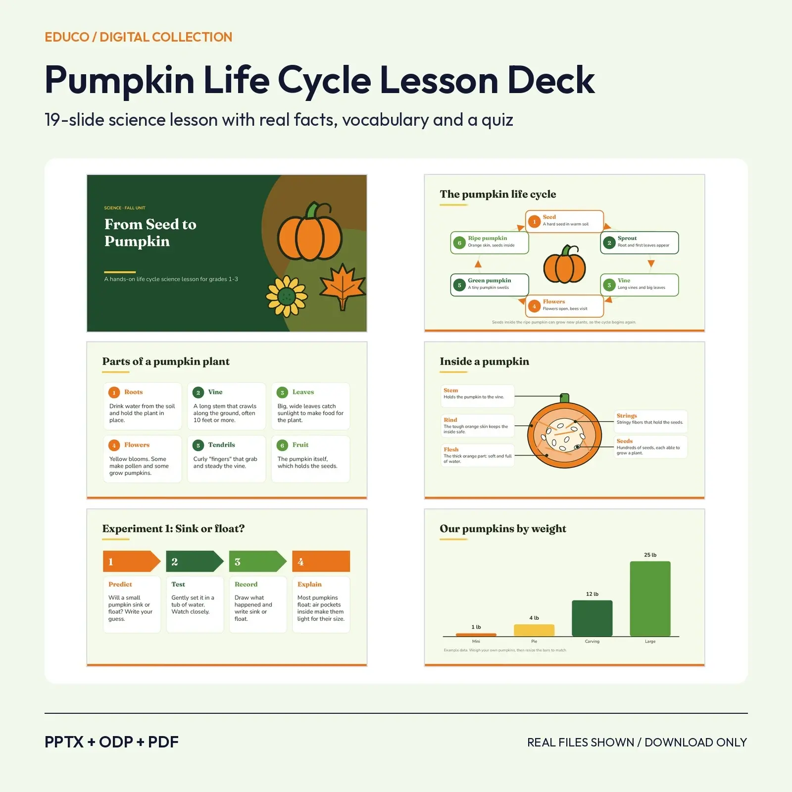 Pumpkin Life Cycle Science Lesson Slides – Seed to Pumpkin, Vocabulary, Experiments and Quiz preview