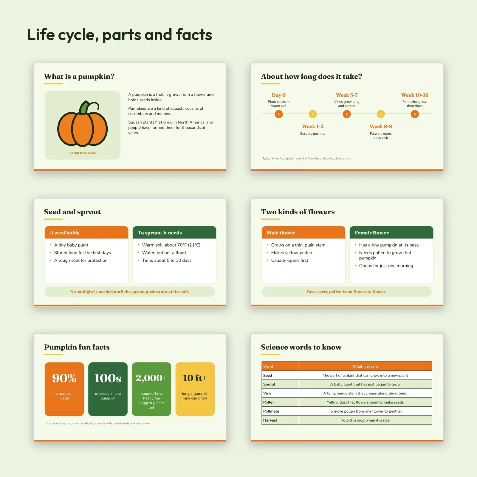 Pumpkin Life Cycle Science Lesson Slides – Seed to Pumpkin, Vocabulary, Experiments and Quiz, preview 2 of 4