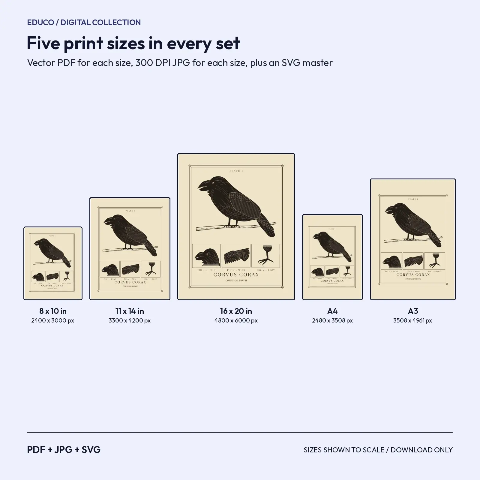 Raven and Crow Study Prints – 2 Vintage Gothic Printable Wall Art, preview 3 of 3