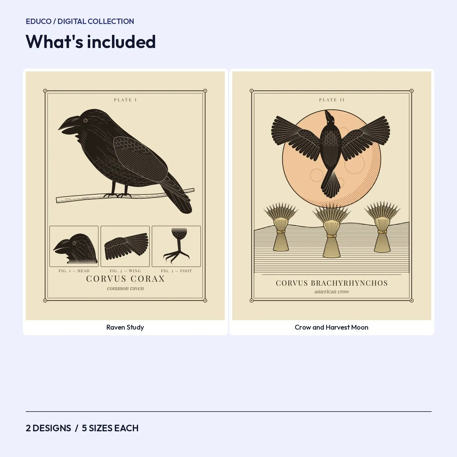 Raven and Crow Study Prints – 2 Vintage Gothic Printable Wall Art, preview 2 of 3