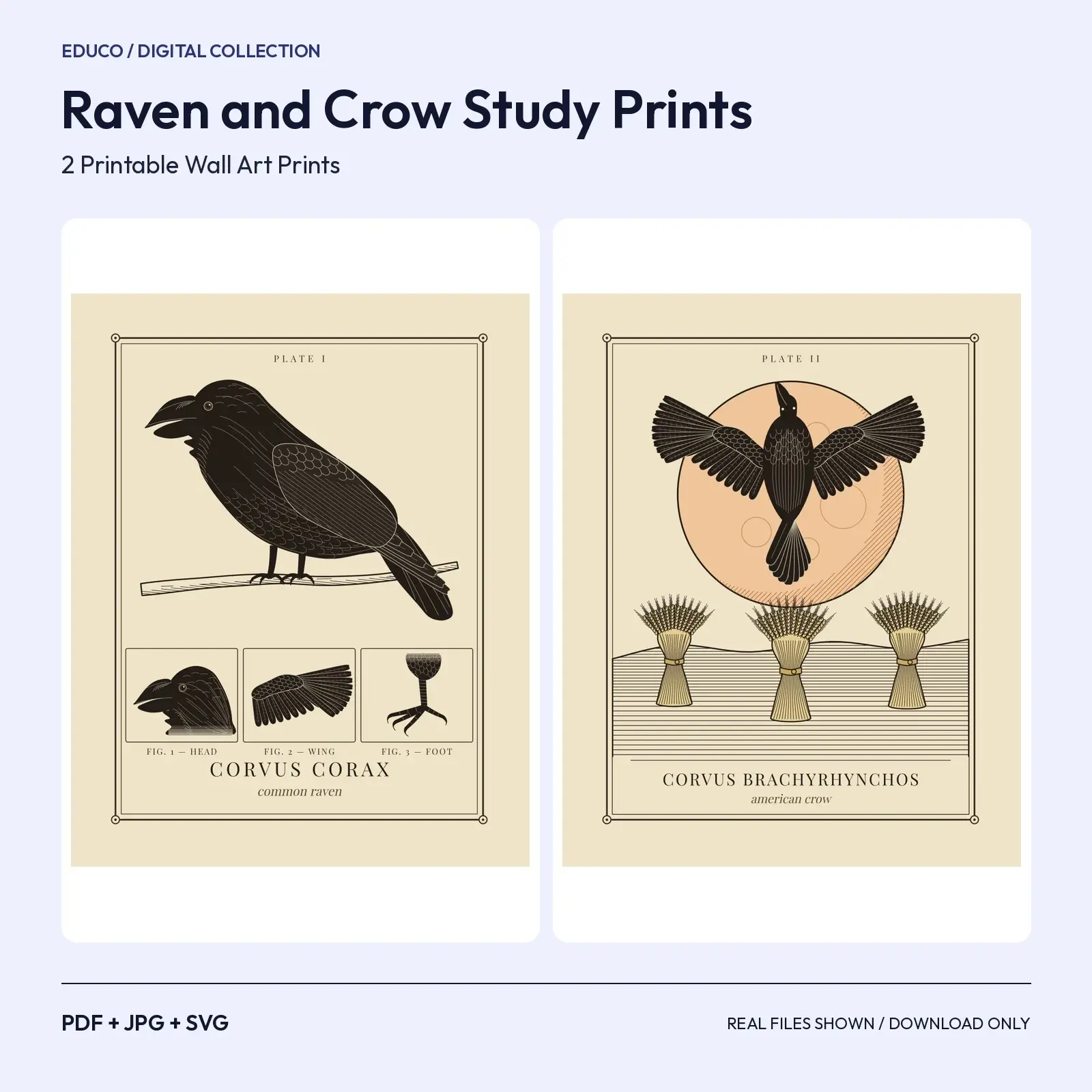 Raven and Crow Study Prints – 2 Vintage Gothic Printable Wall Art, preview 1 of 3