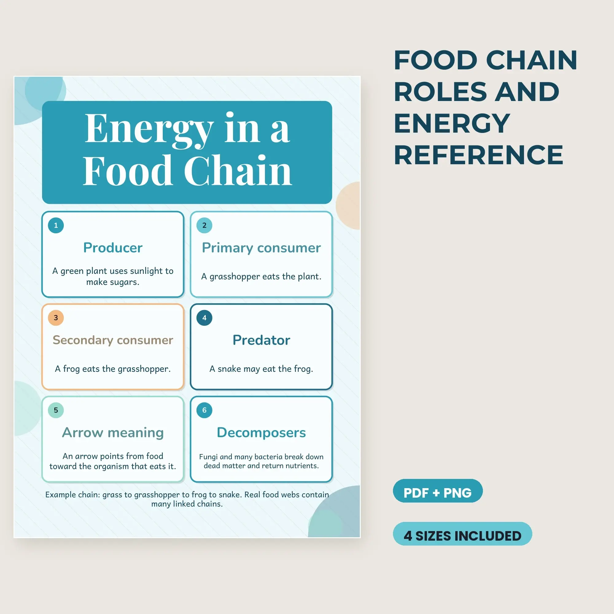Food Chain Roles and Energy Reference - Ocean Breeze preview