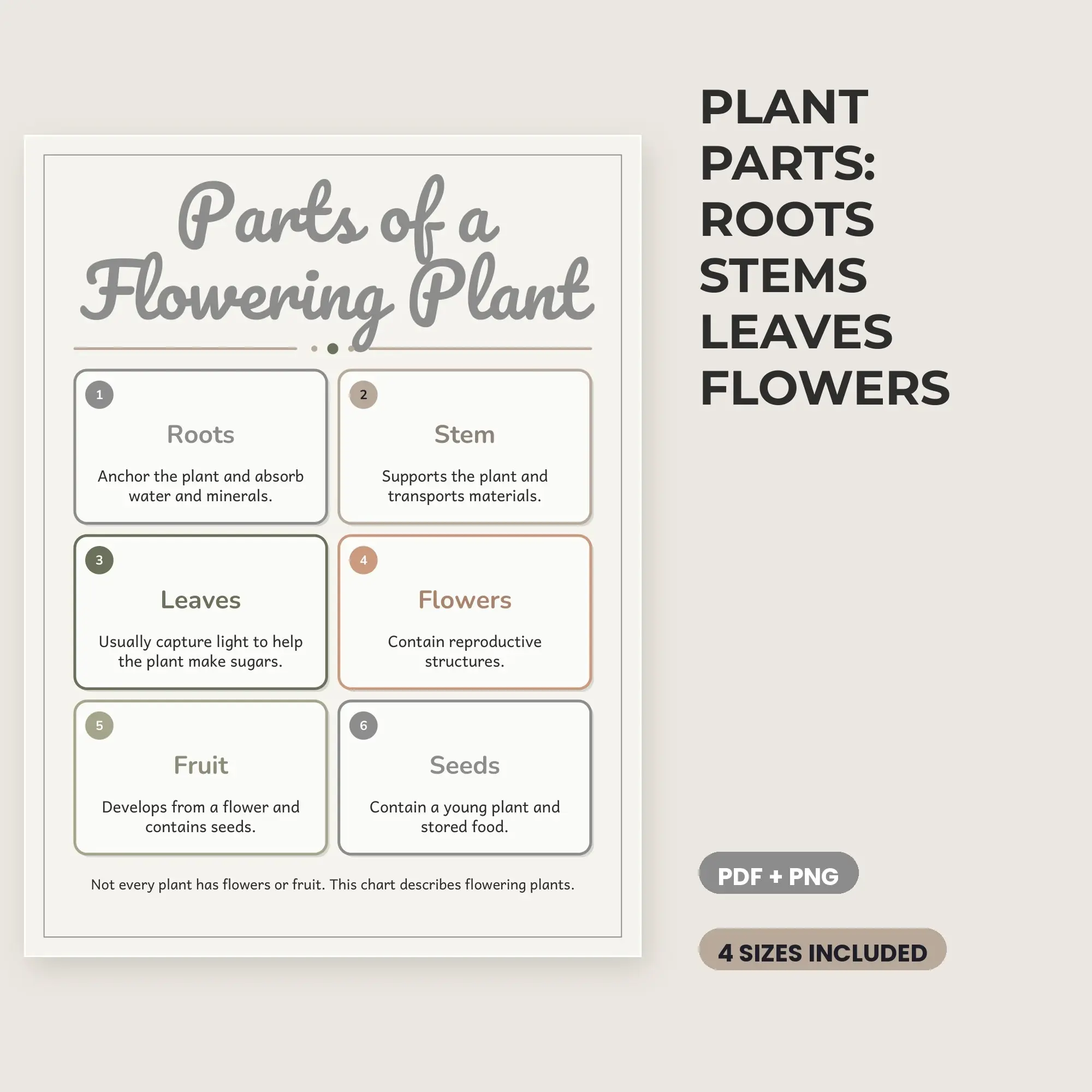 Plant Parts: Roots Stems Leaves Flowers - Neutral Minimal preview