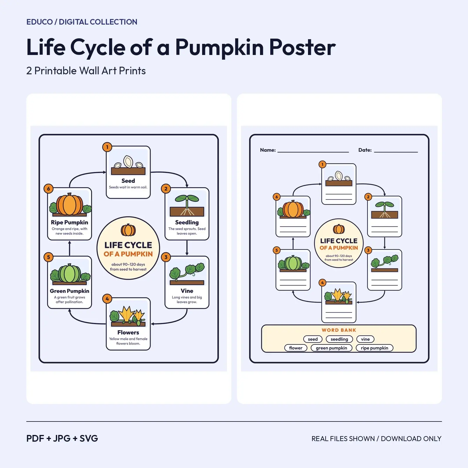 Life Cycle of a Pumpkin Poster – Labeled + Blank Printable Science Charts preview