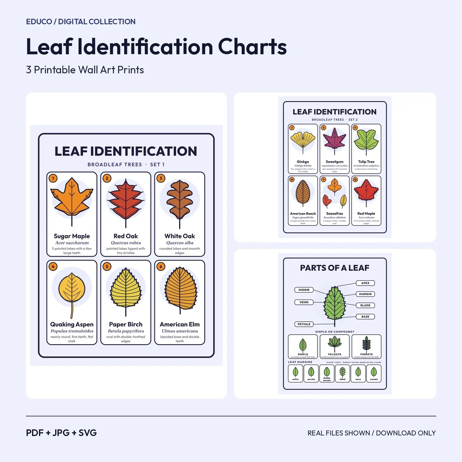 Leaf Identification Charts – 3 Printable Tree Leaf Classroom Posters preview