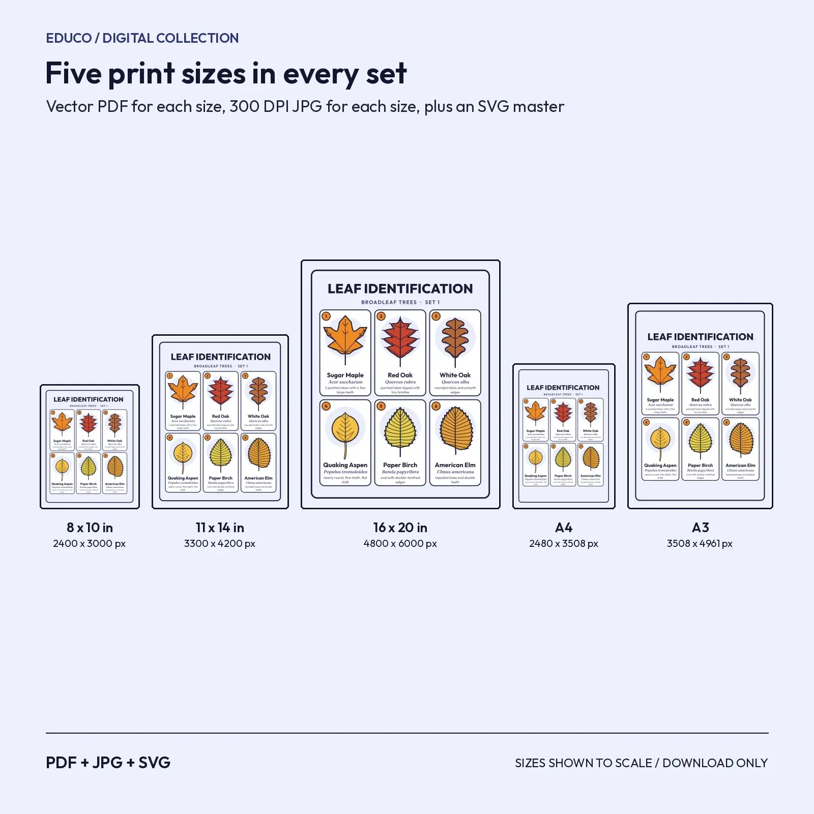 Leaf Identification Charts – 3 Printable Tree Leaf Classroom Posters, preview 3 of 3