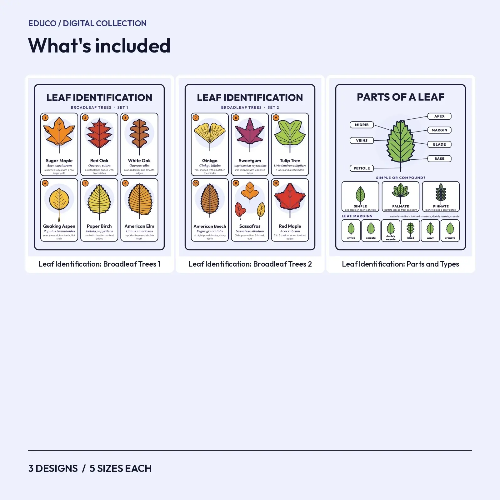 Leaf Identification Charts – 3 Printable Tree Leaf Classroom Posters, preview 2 of 3