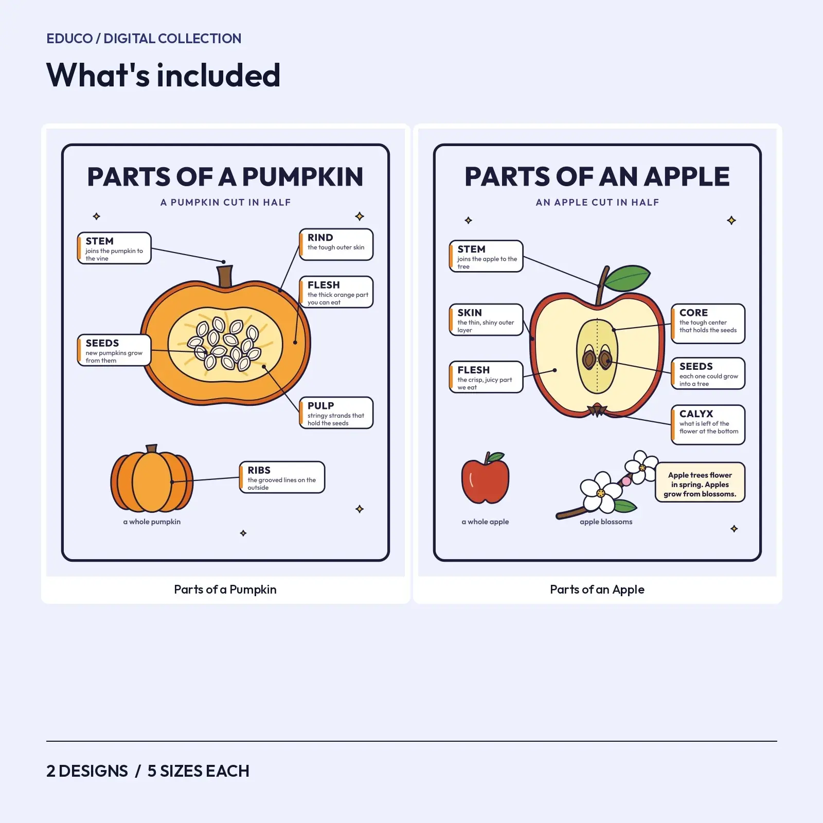 Parts of a Pumpkin and Apple – 2 Printable Anatomy Classroom Posters, preview 2 of 3
