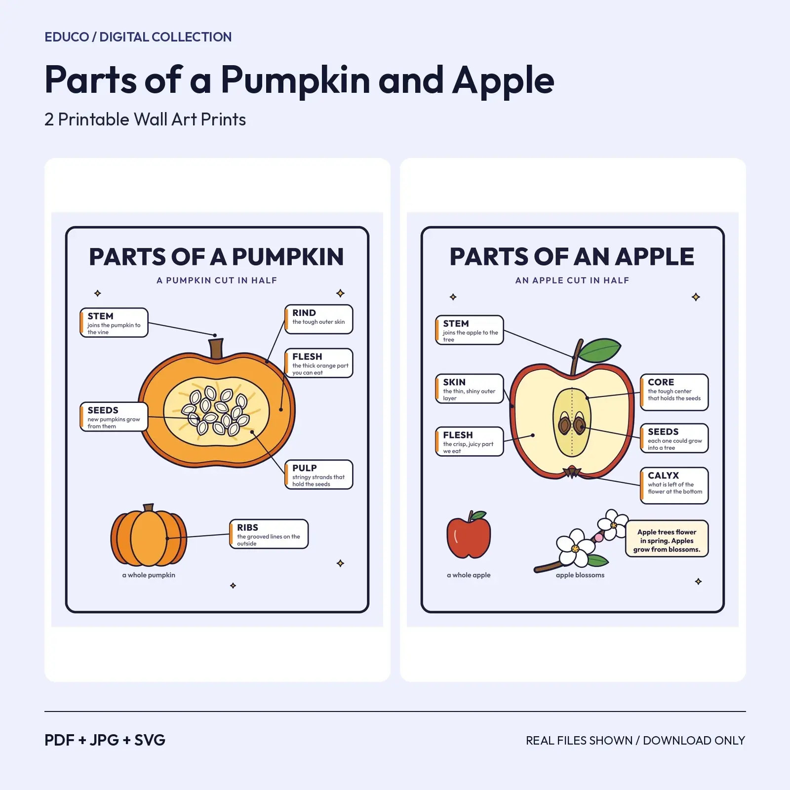 Parts of a Pumpkin and Apple – 2 Printable Anatomy Classroom Posters, preview 1 of 3