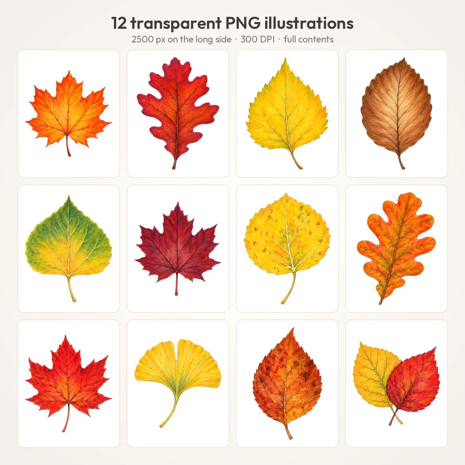 Blank Leaf Labels and Cutouts Clip Art – 12 Colored Pencil Autumn Leaves for Kids, preview 2 of 4