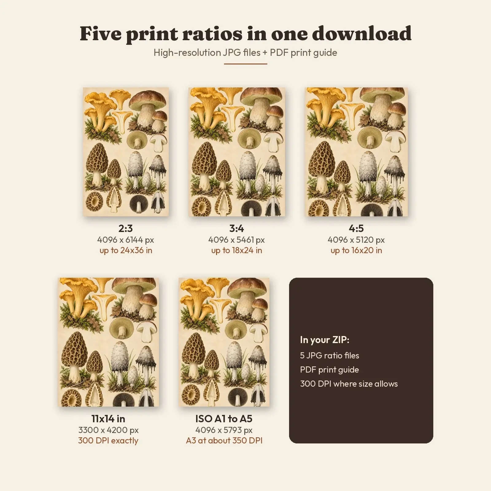 Wild Mushroom Specimen Plate Printable Botanical Art, Vintage Fungi Illustration, preview 3 of 4