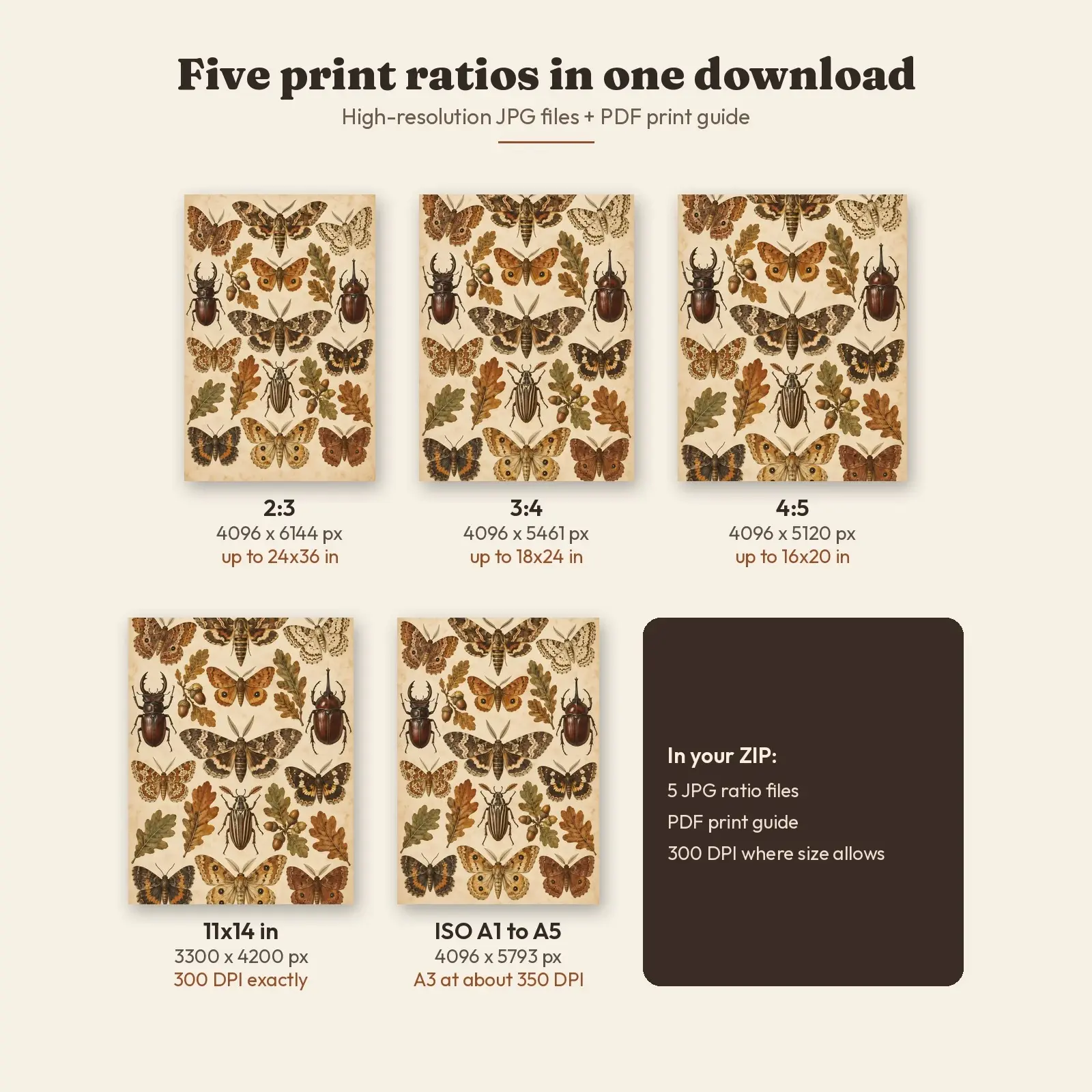 Autumn Moths and Beetles Entomology Plate, Printable Vintage Insect Wall Art, preview 3 of 4