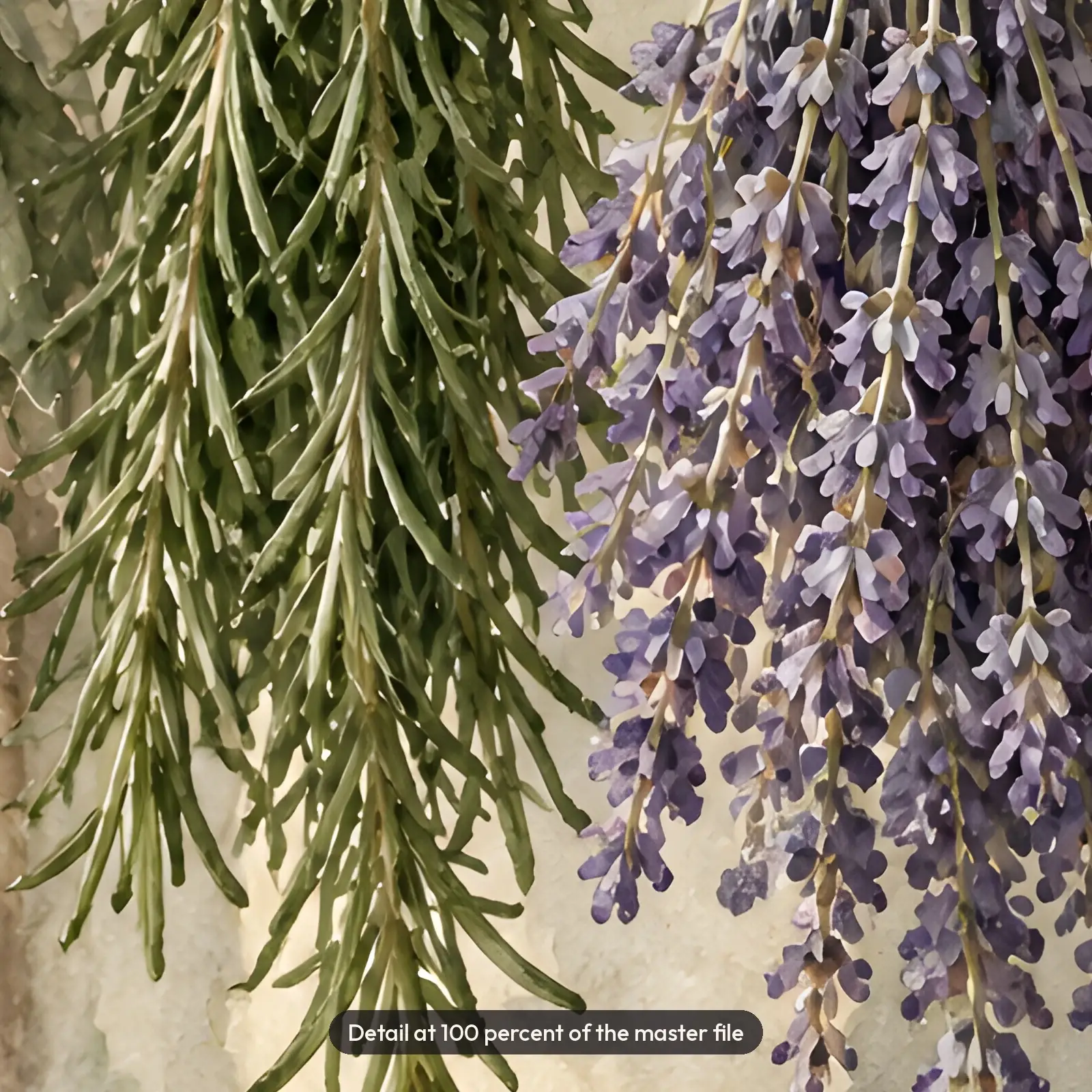 Drying Herb Bundles Still Life Printable Art, Sage Rosemary Lavender Watercolor Print, preview 4 of 4