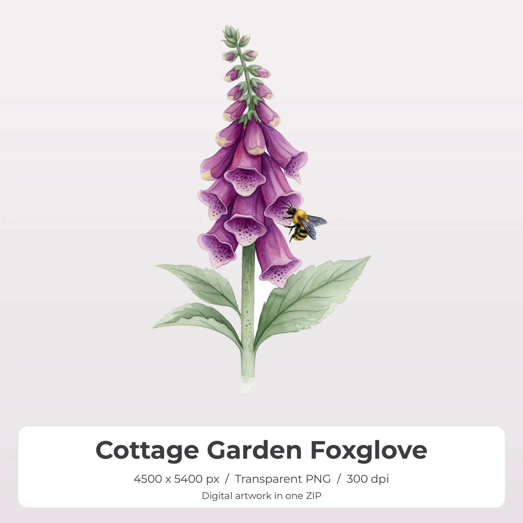 Cottage Garden Foxglove Sublimation PNG, T-Shirt Transfer Design preview