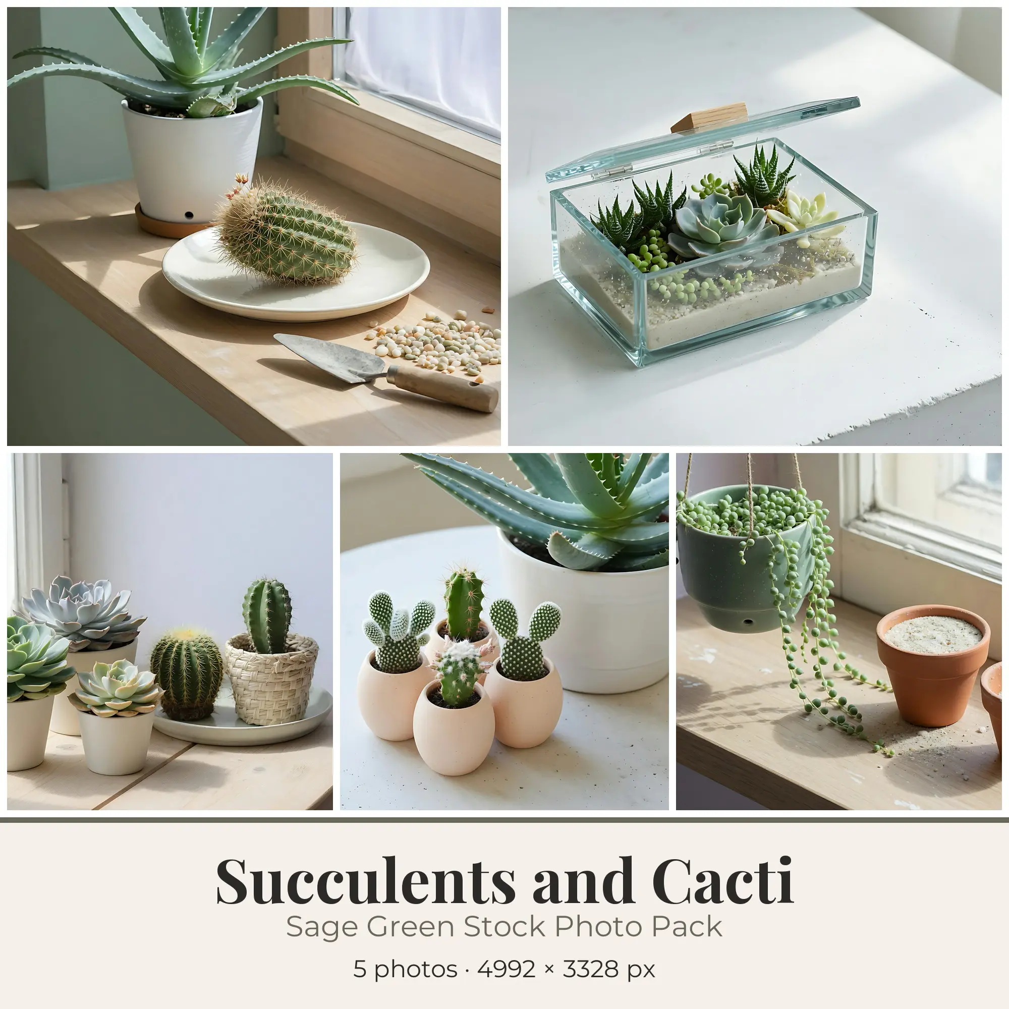 Stock Photos: Sage Green Succulents and Cacti, 5 JPGs, preview 1 of 2