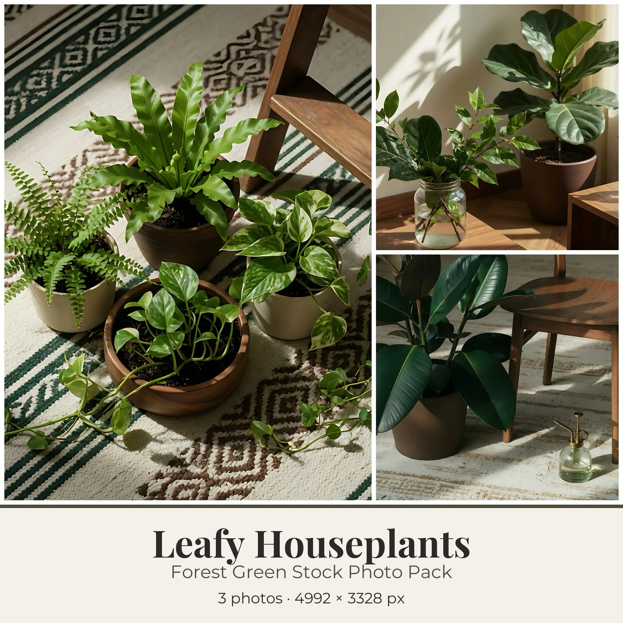 Stock Photos: Forest Green Leafy Houseplants, 3 JPGs preview