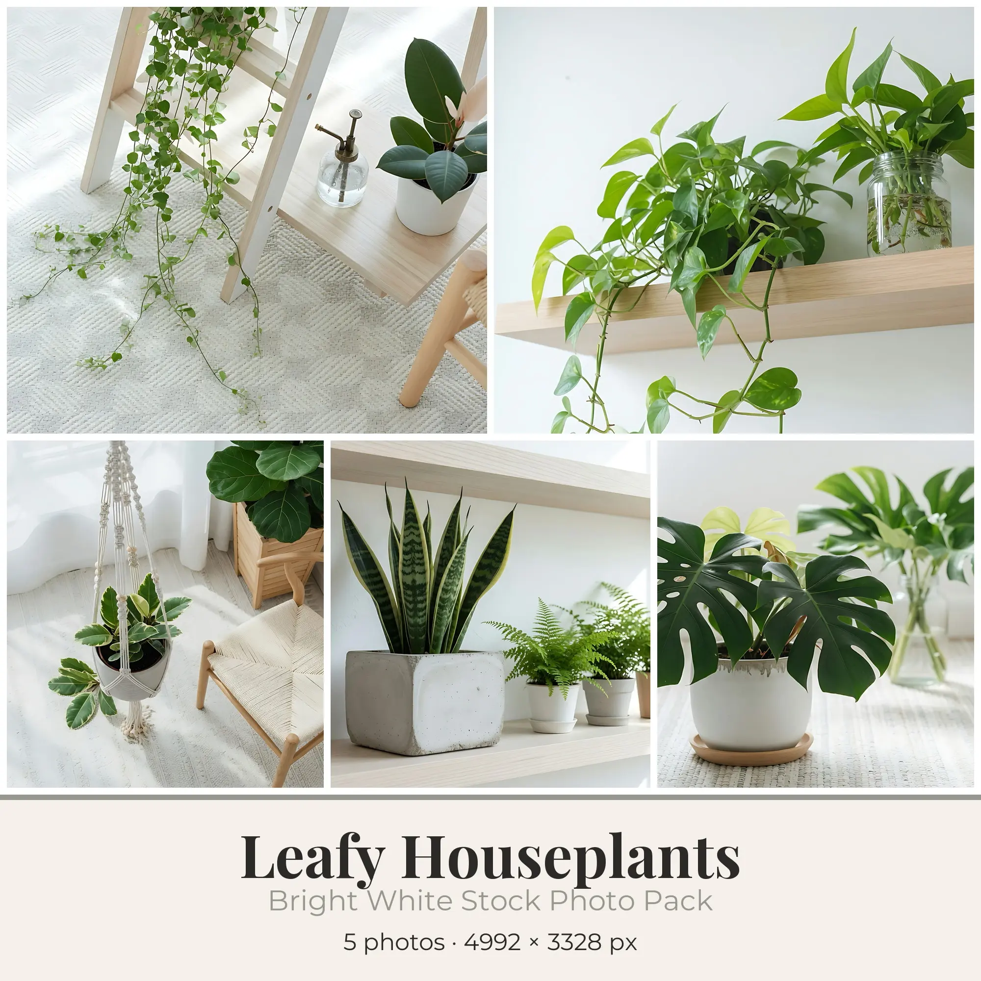 Stock Photos: Bright White Leafy Houseplants, 5 JPGs preview