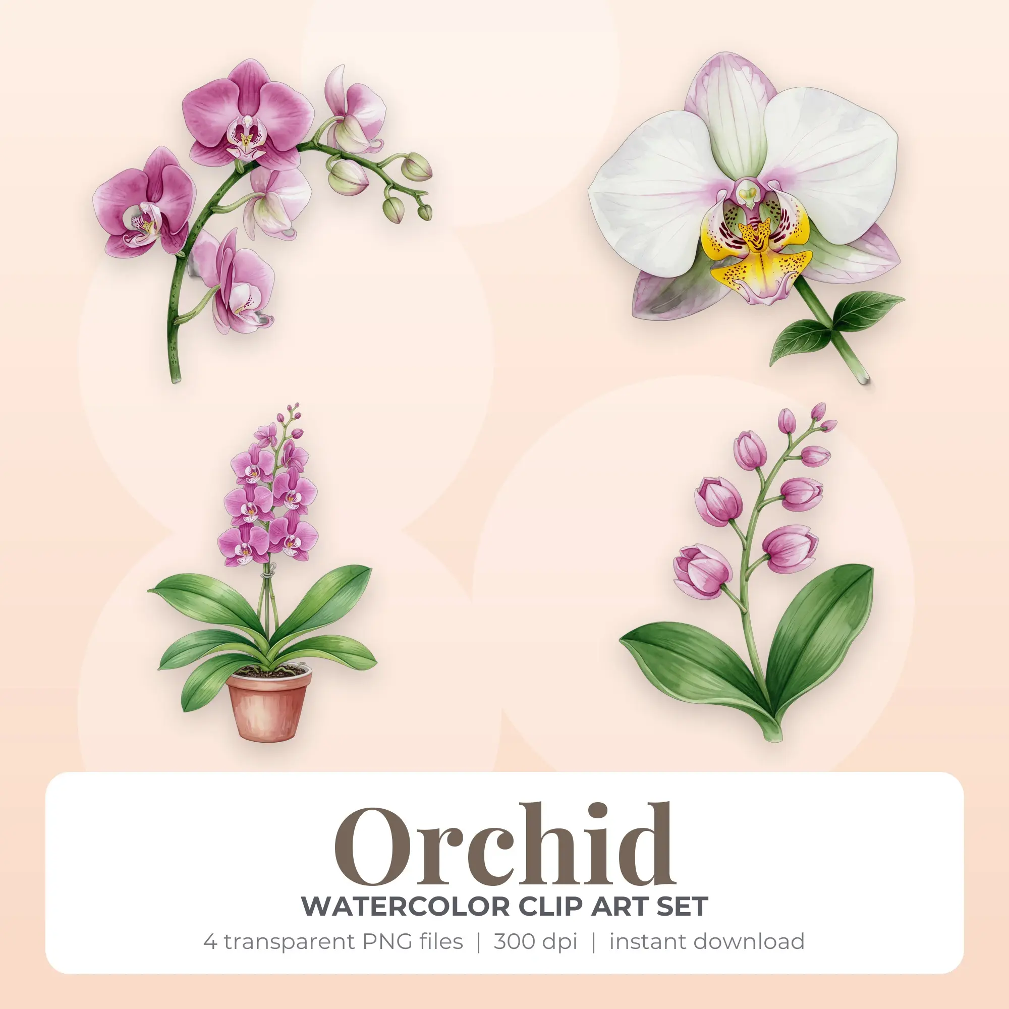 Watercolor Orchid Clip Art - 4 PNG preview