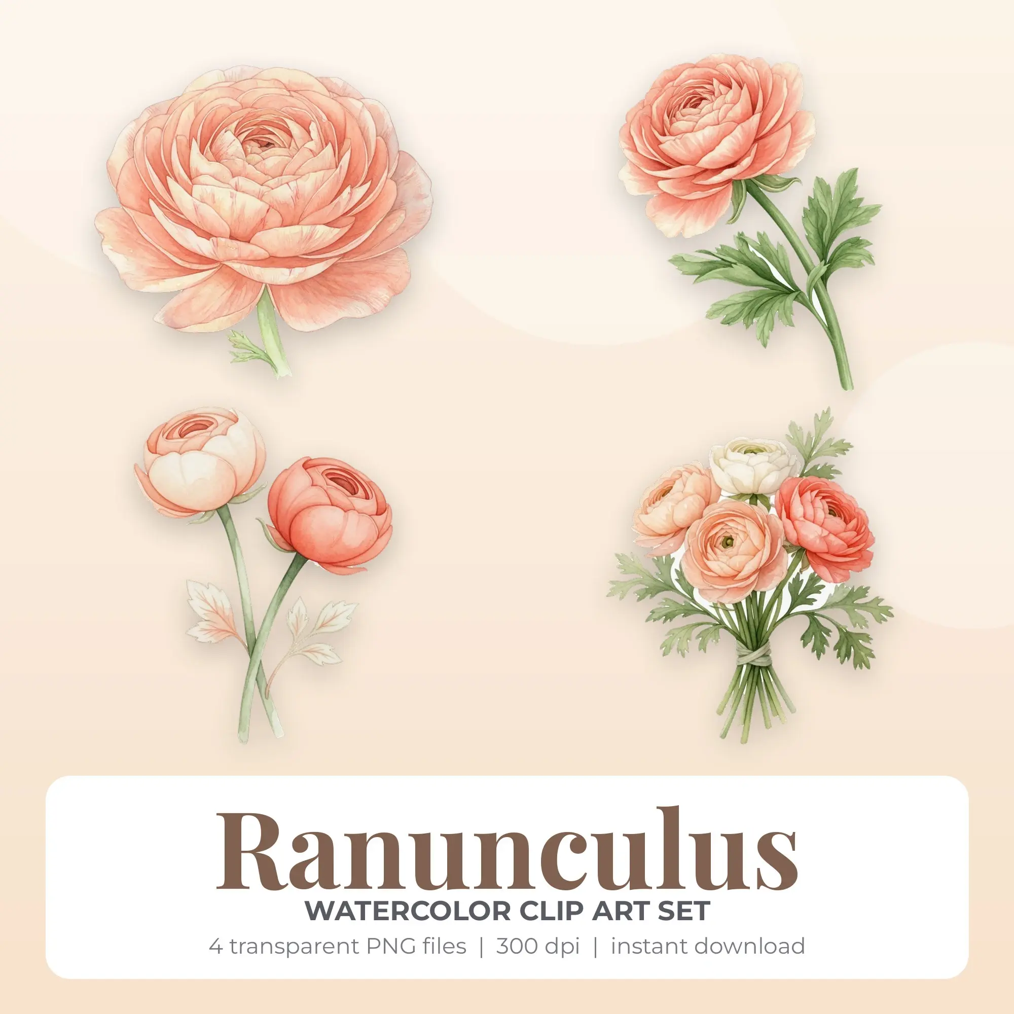 Watercolor Ranunculus Clipart - Transparent PNG, 4 Images, preview 1 of 2