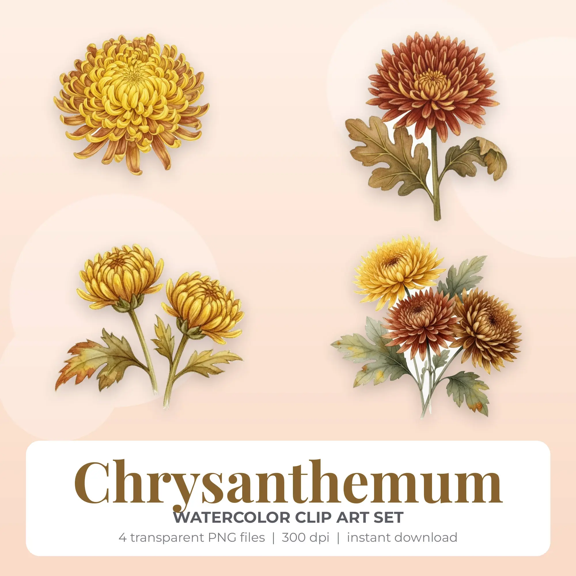 Watercolor Chrysanthemum Clip Art - 4 PNG preview
