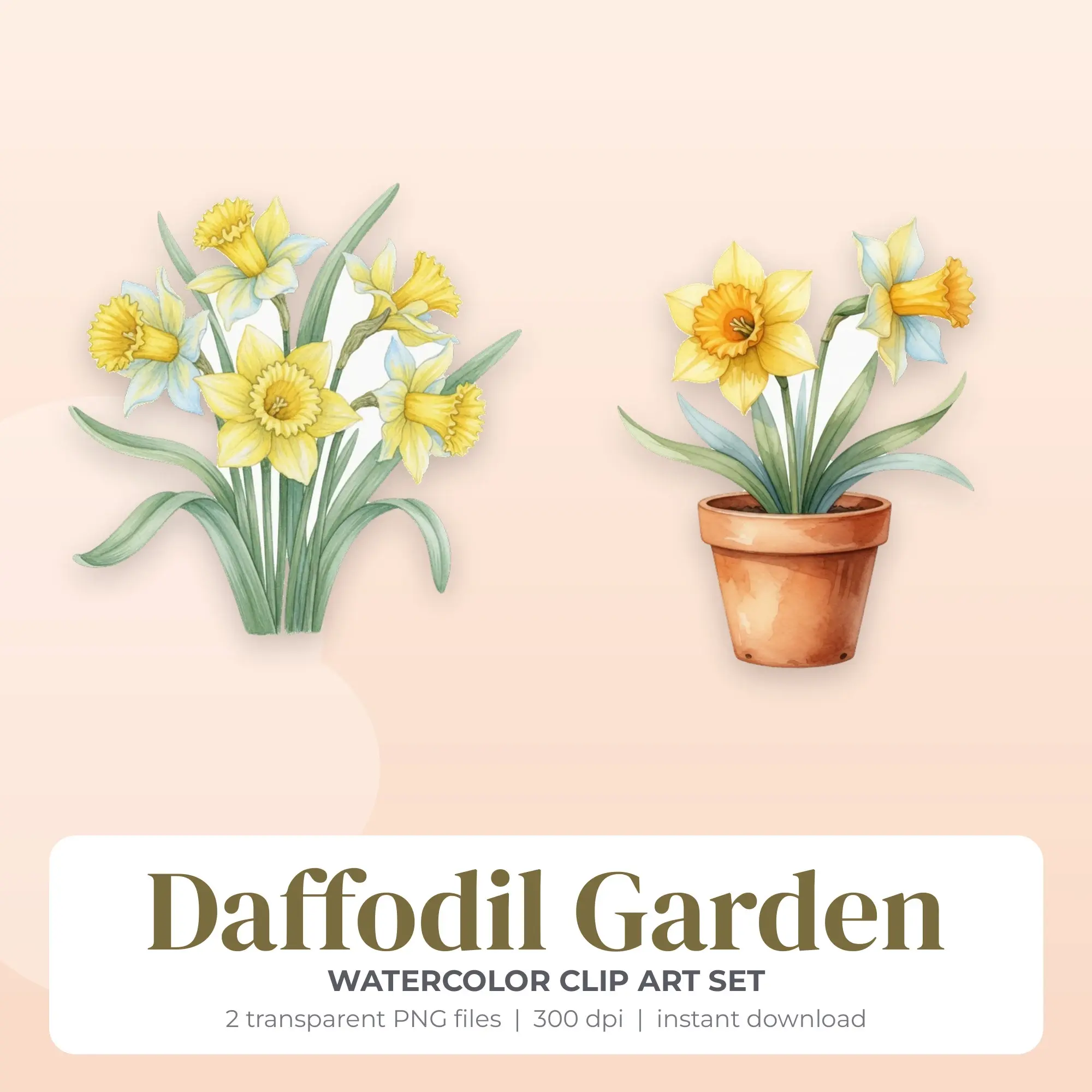 Watercolor Daffodil Garden Clip Art Set - 2 Transparent PNG preview
